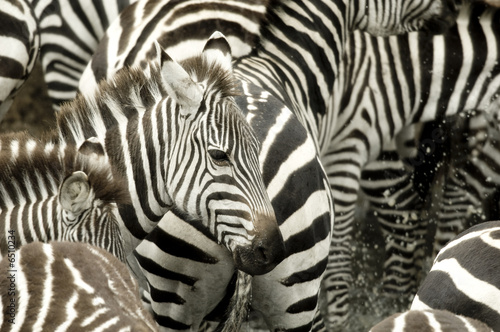 Herd of zebra at Masai mara Kenya