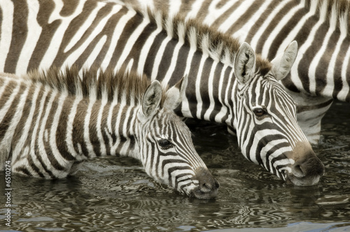 Herd of zebra at Masai mara Kenya