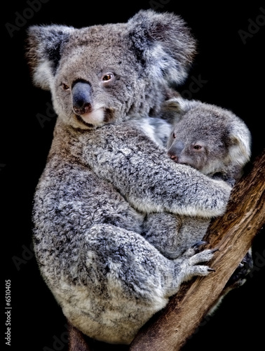 Fototapeta Naklejka Na Ścianę i Meble -  koala mum and cub
