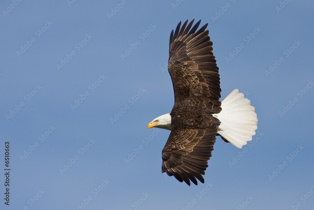 Fototapeta premium An Eagle Banking