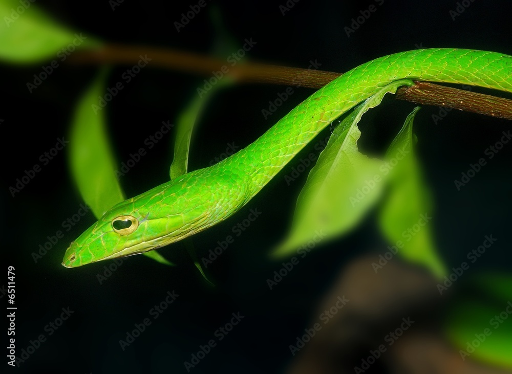 green snake in the gardens green snake in the gardens