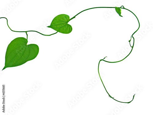 liane de la pomme de l'air