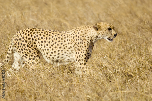 cheetah Masai mara Kenya