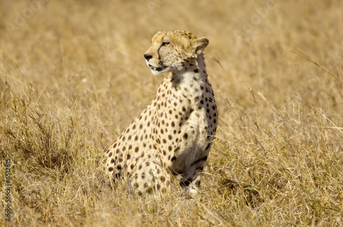 cheetah Masai mara Kenya © Eric Isselée