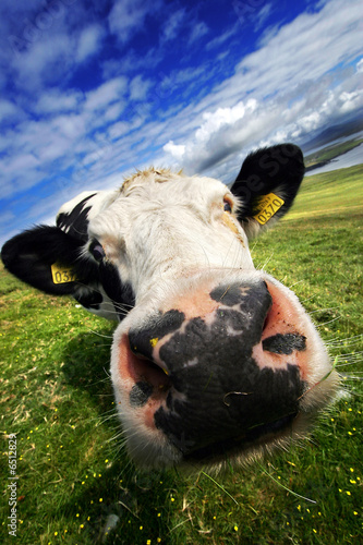 Tete De Vache Rigolote Sur Pres Vert Stock Photo Adobe Stock