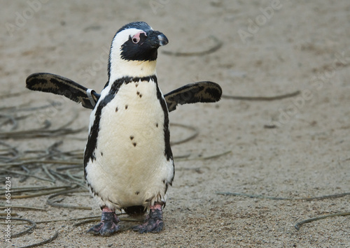 cute penguin