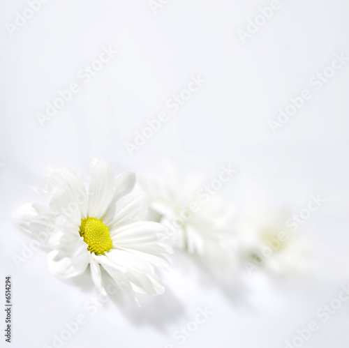 Flowers of a chamomile on white background