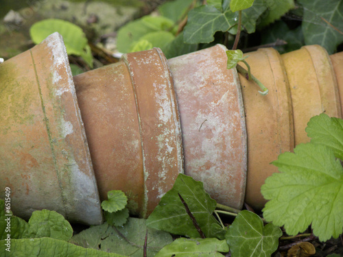 pots oubliés dans le jardin photo