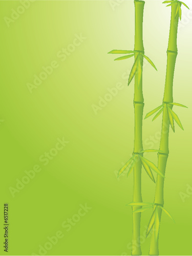 Clean bamboo background