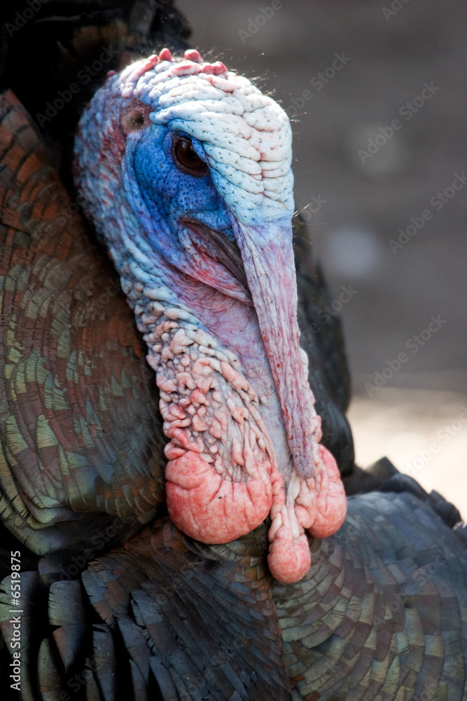 Obraz premium Truthahn