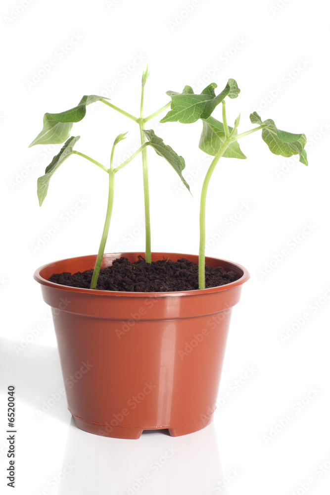 Bean seedlings Bean seedlings
