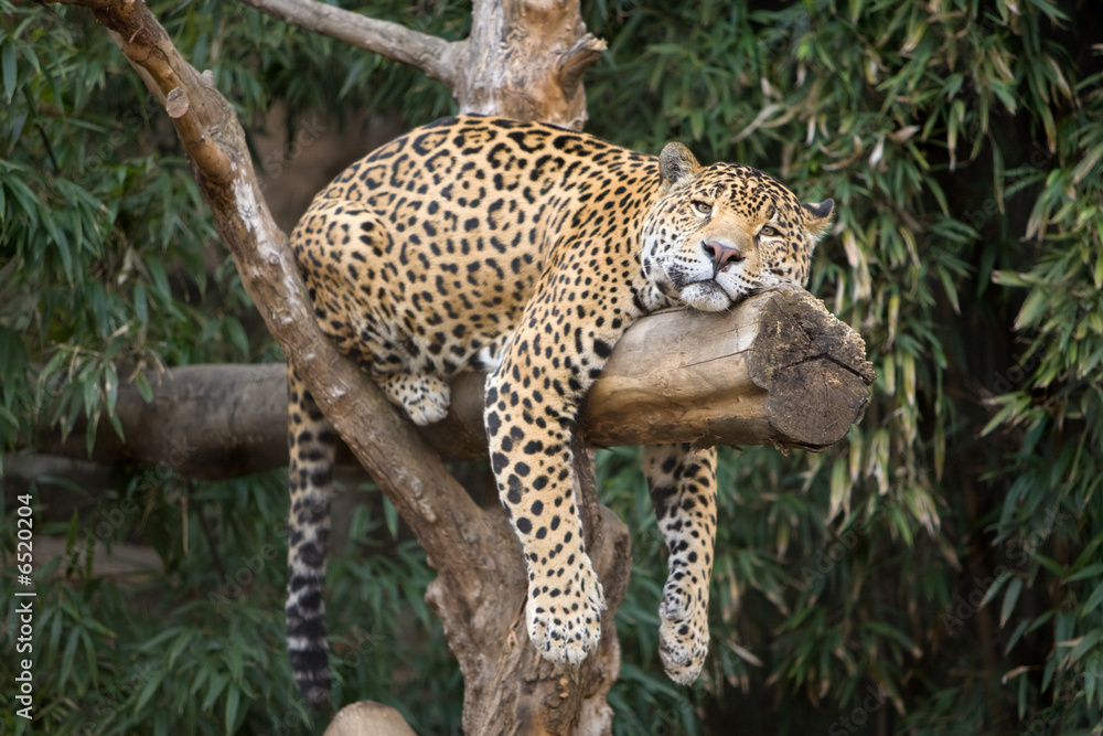 Naklejka premium Leopard in Tree