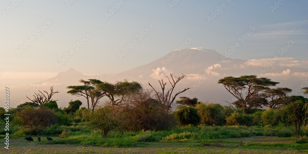 Fototapeta premium Kilimanjaro at Sunrise
