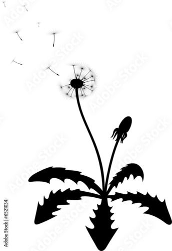 Dandelion silhouette