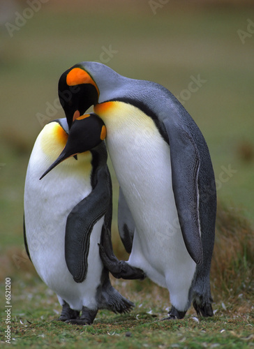 King penguins in love