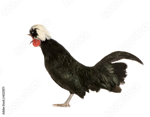Dutch Rooster
