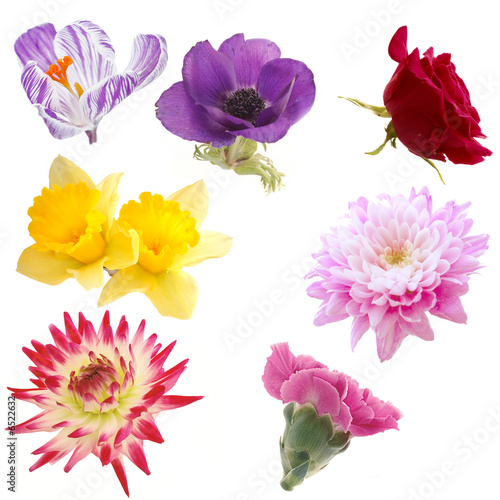 Fototapeta Naklejka Na Ścianę i Meble -  Selection of Isolated Flowers