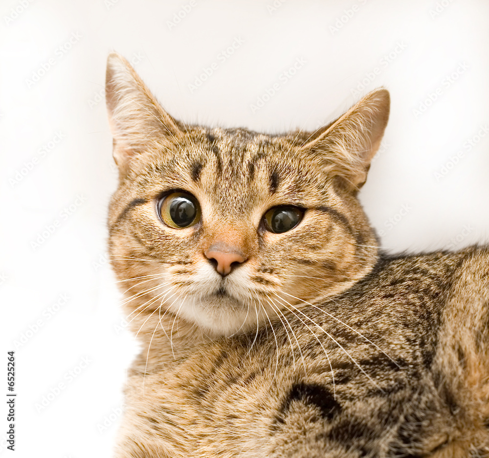 Fototapeta premium Beautiful cat on a white background