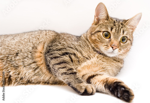 Beautiful cat on a white background..