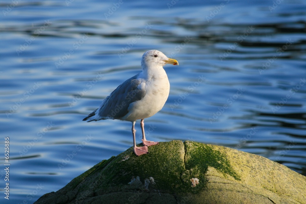 Seagull Seagull