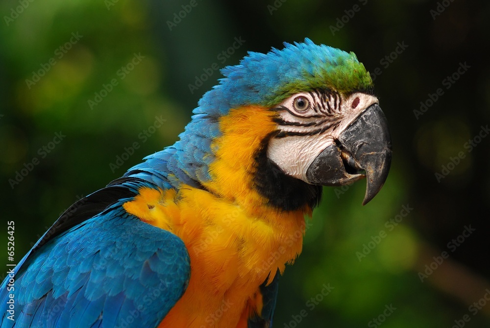 colorful parrot in the gardens