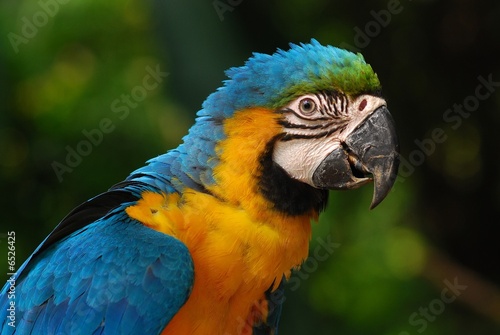 colorful parrot in the gardens © Wong Hock Weng