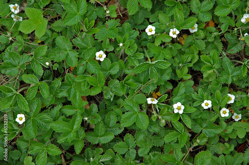 Fraisiers des bois en fleurs