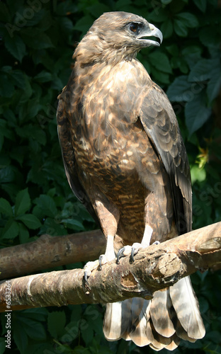 eagle sits on branch