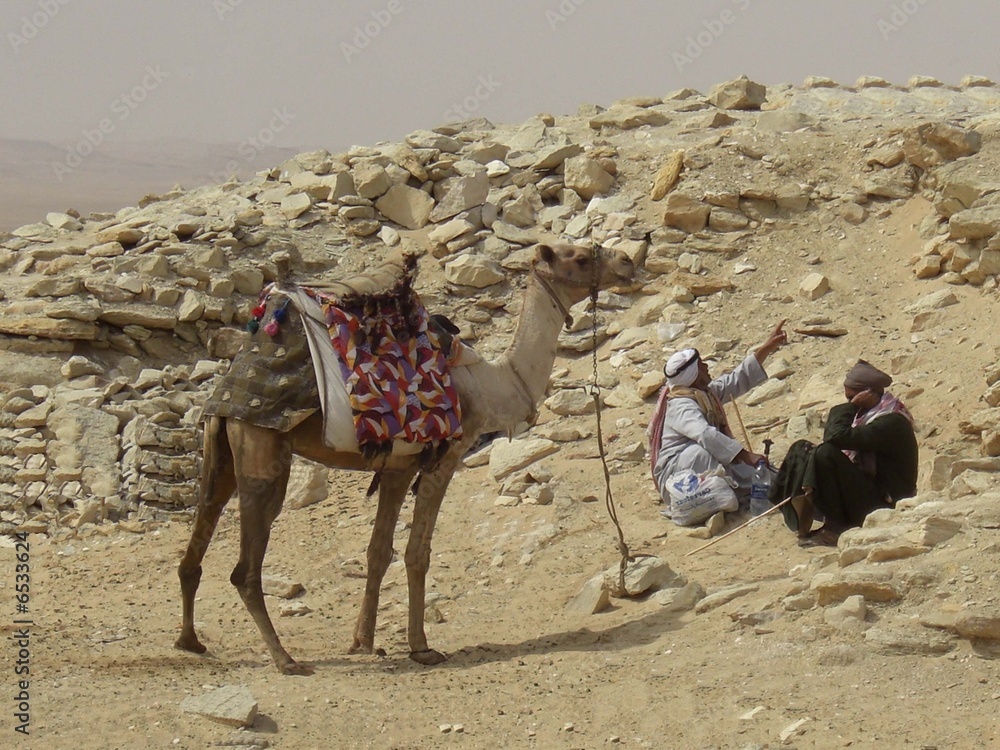 Egypte dromadaire et chameliers