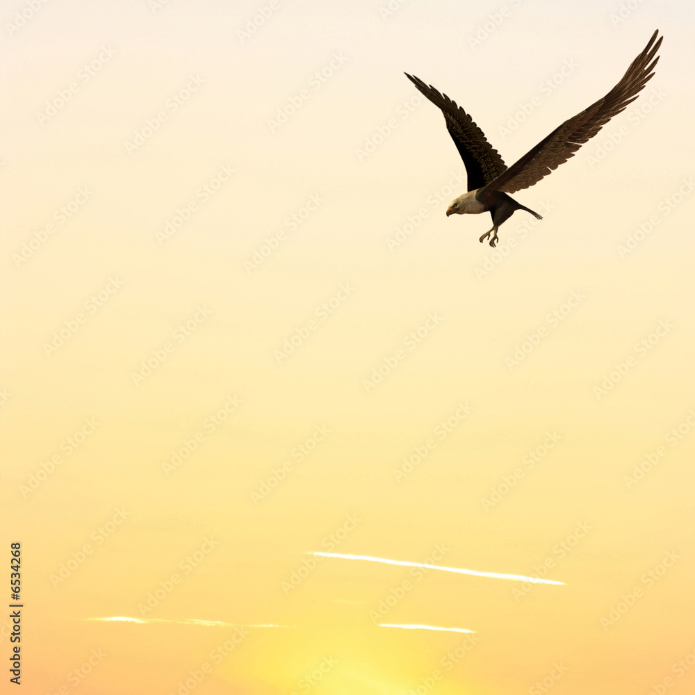 Fototapeta premium Adler