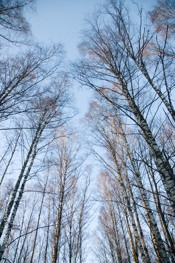 Crones of birches Crones of birches