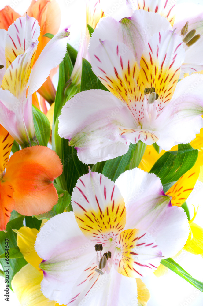 Alstroemeria