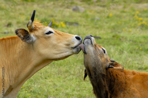 Vache léchant son veau