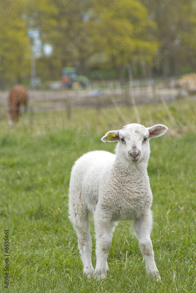 Fototapeta premium a singel lamb