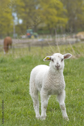a singel lamb