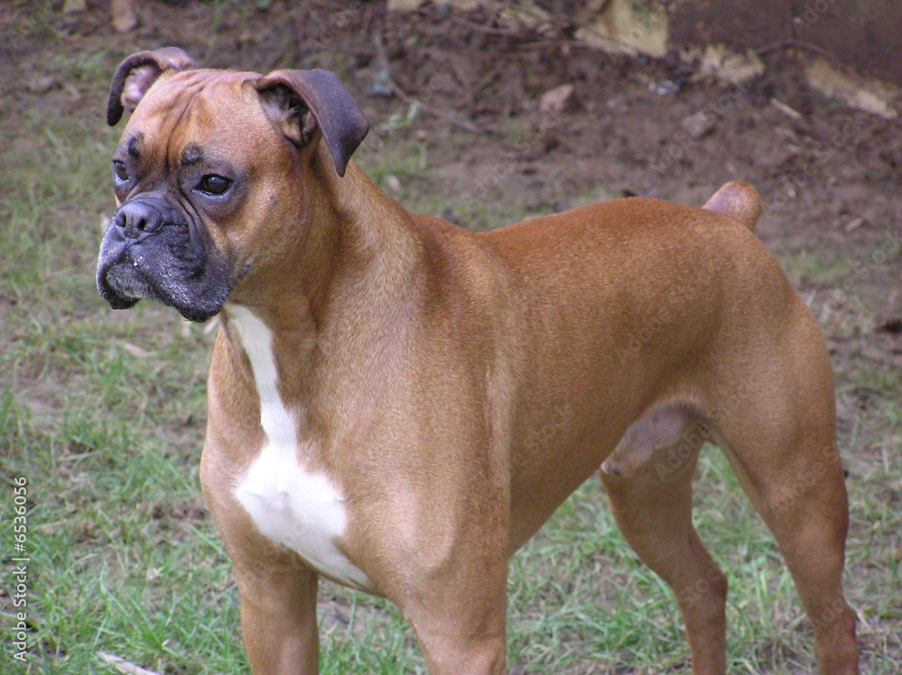Boxer, boxer dog Boxer, boxer dog