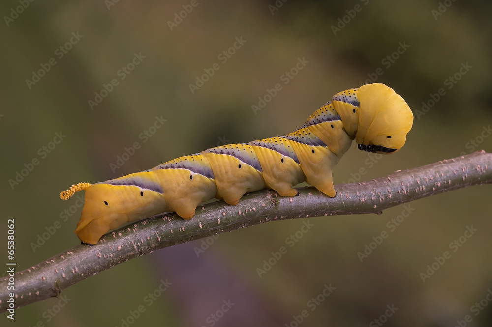 Fototapeta premium Death's Head hawkmoth caterpillar