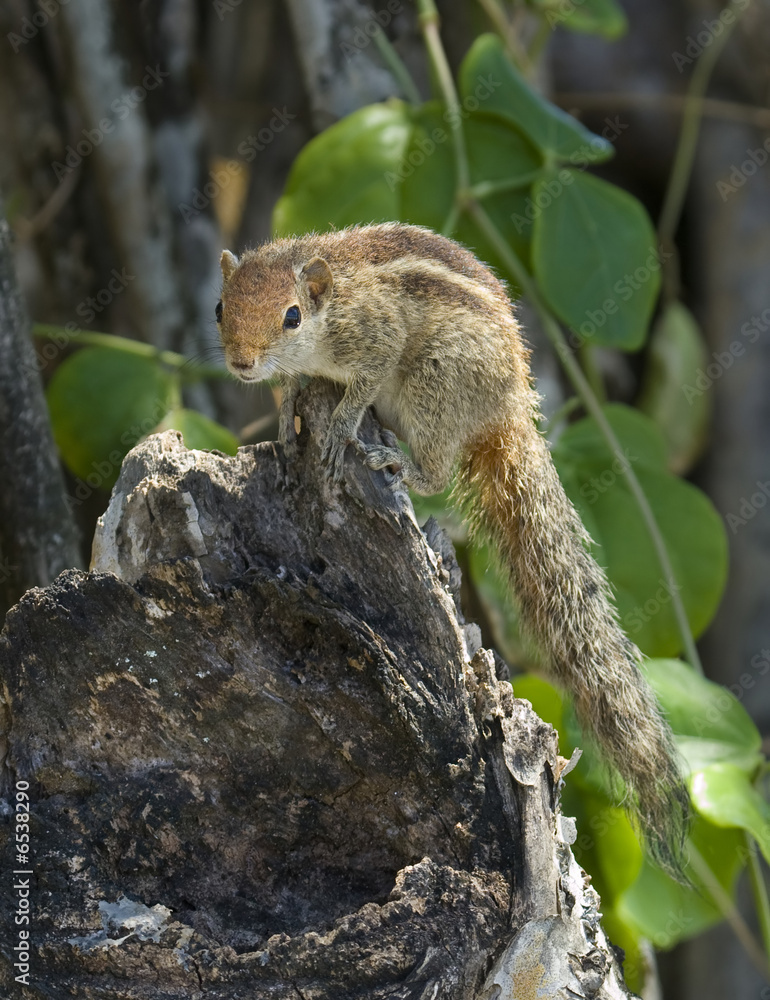 Chipmunk on a tree trunk Chipmunk on a tree trunk