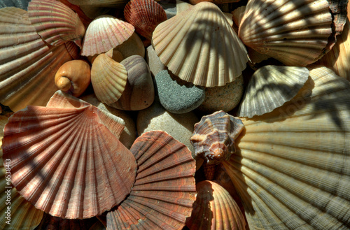 Muscheln auf Steinen photo