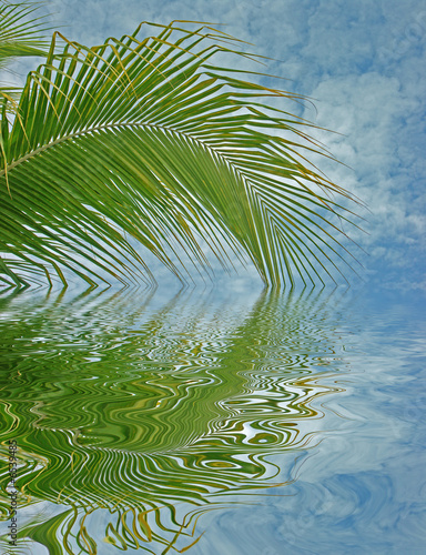 reflets de palme sur lagon