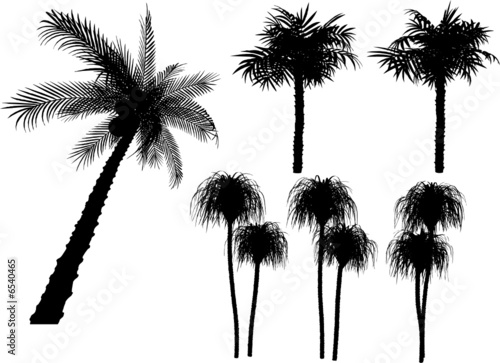 7 vector tropical palms and trees
