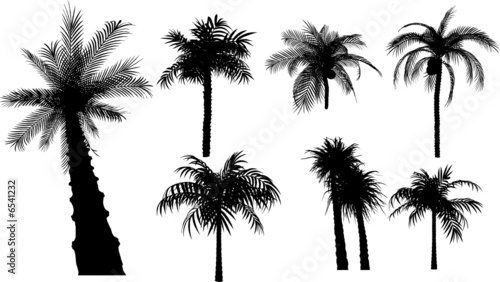 7 vector tropical palms and trees