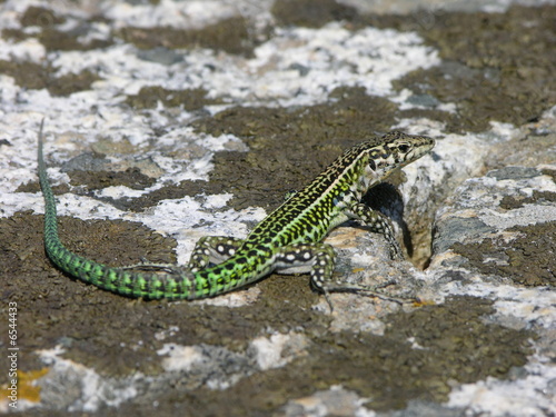 lucertola sul granito sardo photo