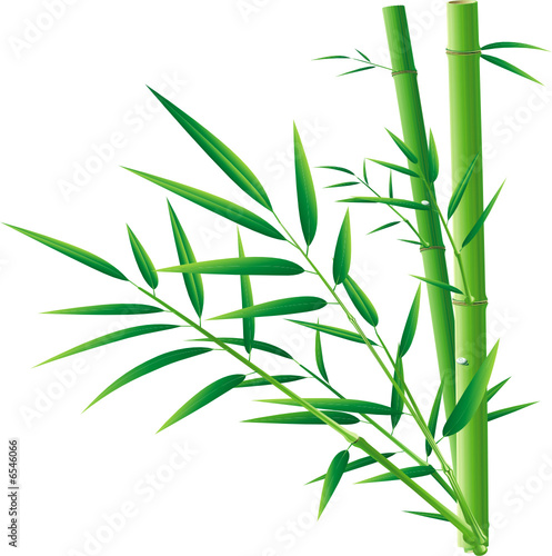 fresh bamboo and leaves on blank © v2