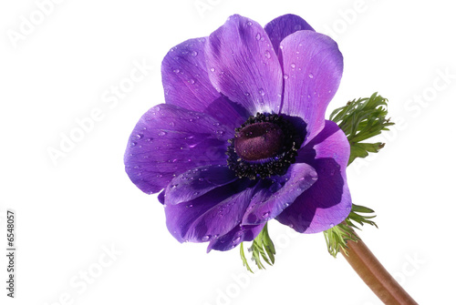 Valokuvatapetti Purple anemone flower isolated on white background