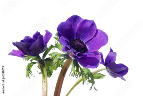Obraz na plátně Purple anemone flower isolated on white background
