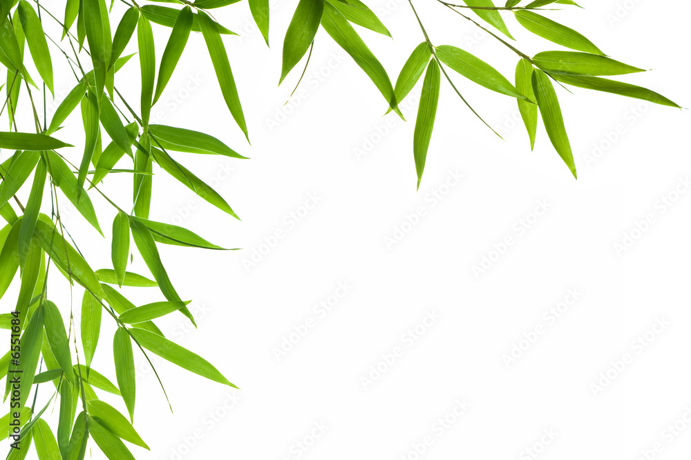 bamboo- leaves