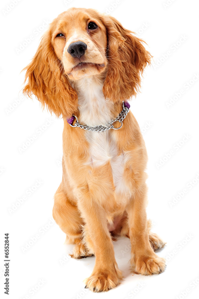 Cocker Spaniel Puppy Cocker Spaniel Puppy