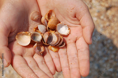 cockle-shell