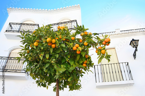 Fresh Oranges a hand pick away